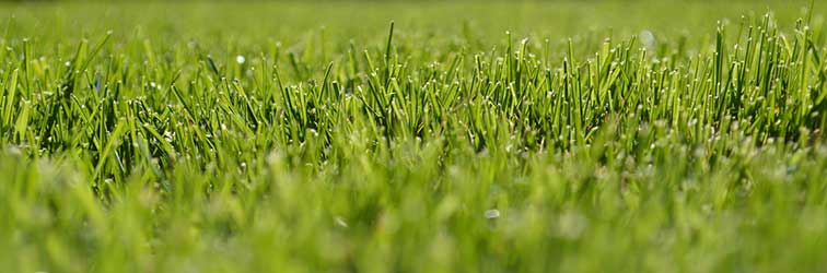 een mooi groen grasveld close up gemaakt